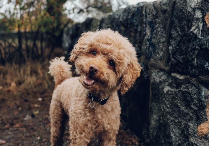 traveling with your dog