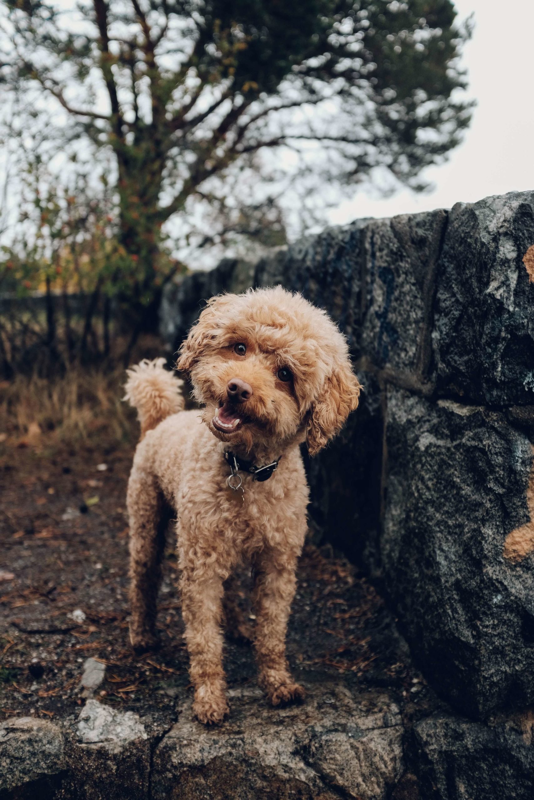 traveling with your dog