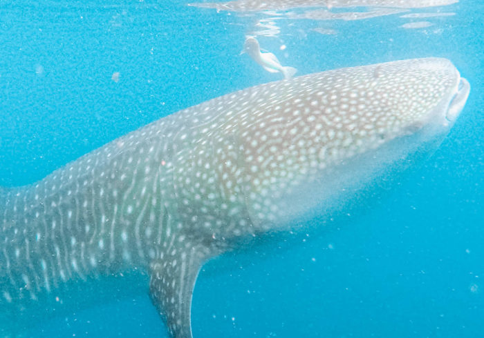 whale shark Mexico