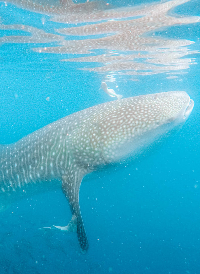 Swimming with Whale Sharks in La Paz, Mexico