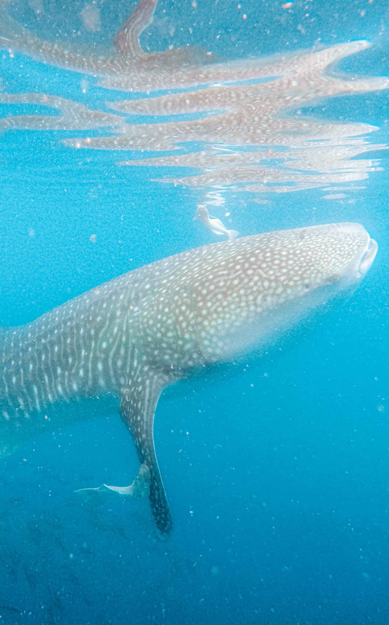 whale shark Mexico