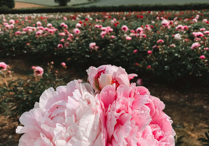 peony farm kent