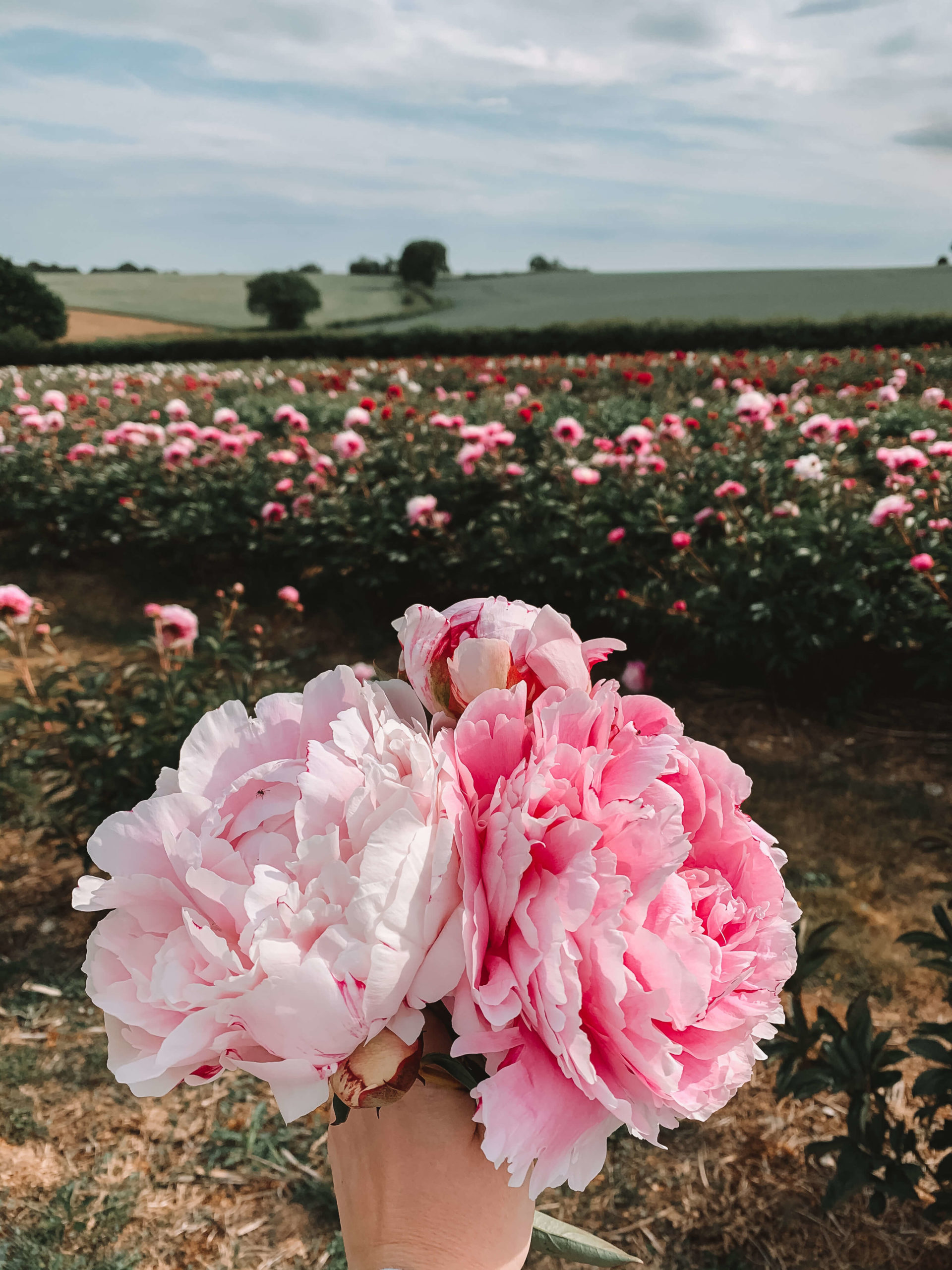 peony farm kent