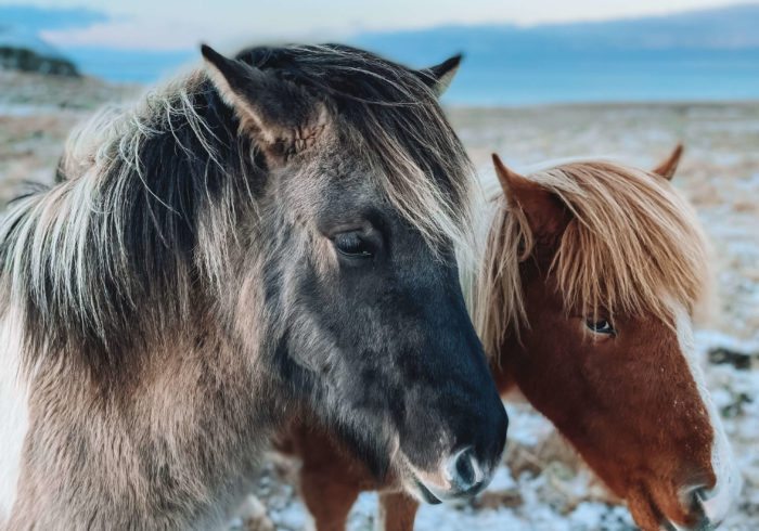 Icelandic Ponies