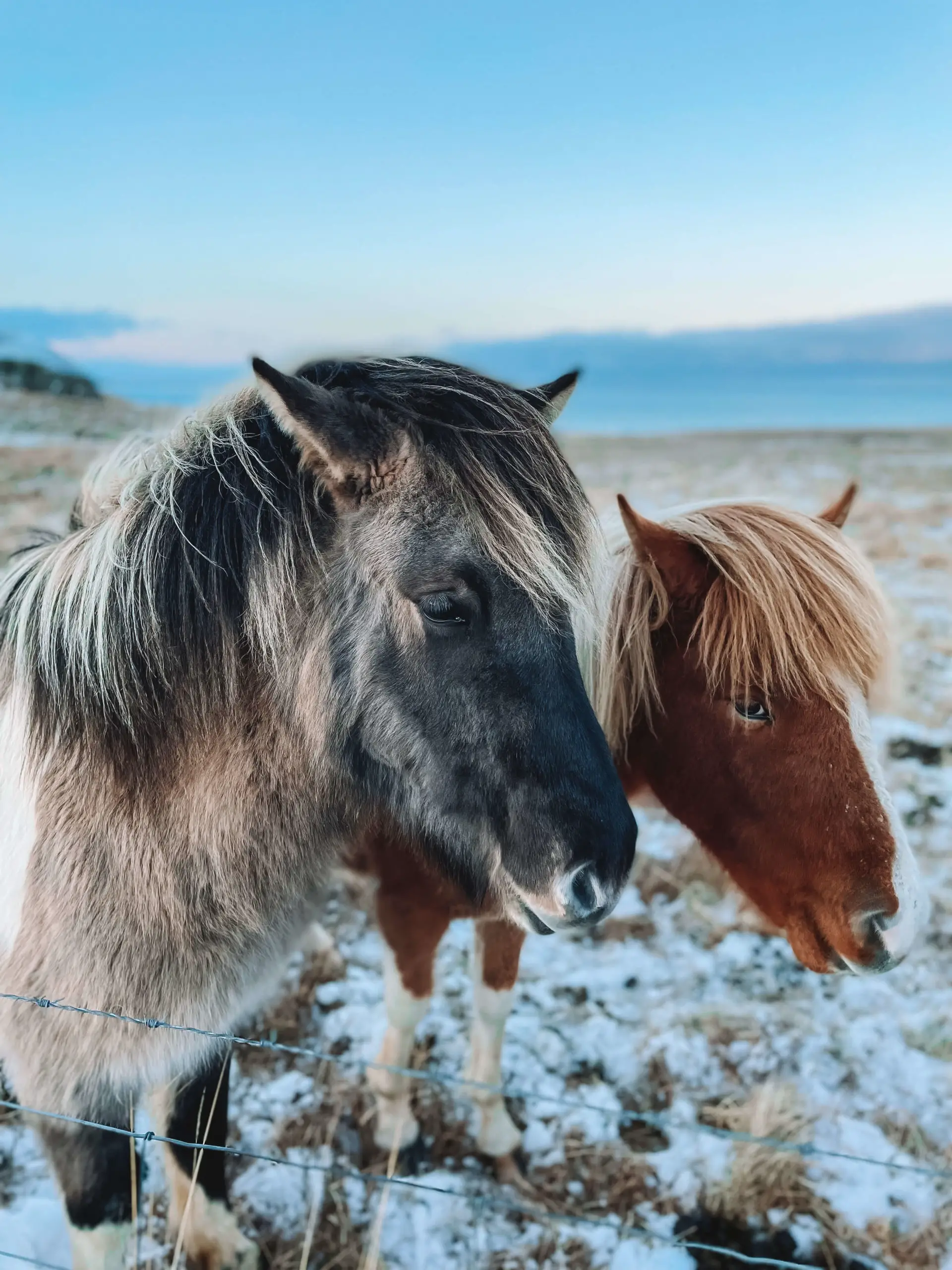 Icelandic Ponies